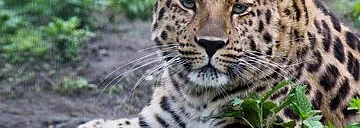 Дальневосточные леопарды обновили рекорд численности: в заповеднике проживает 110 взрослых кошек!